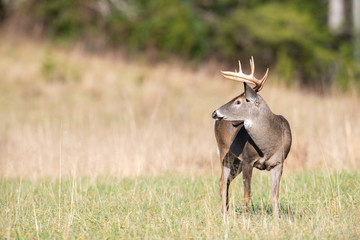 White-tailed deer buck in open meadow
