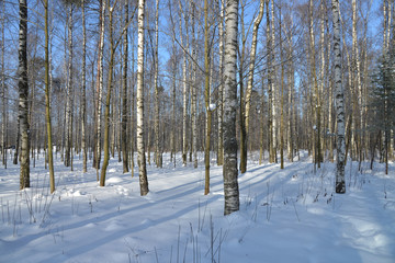 Fototapeta premium Birch trees in winter wood