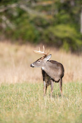 Obraz na płótnie Canvas White-tailed deer buck in open meadow