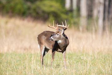White-tailed deer buck in open meadow