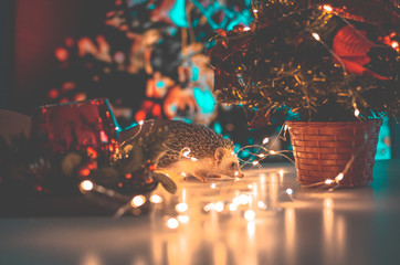 hedgehog with christmas lights bokeh background