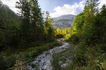 Fototapeta na wymiar water stream in the forest