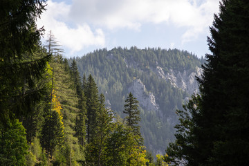 forest in the mountains