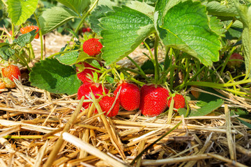 Strawberry field with ripe berries