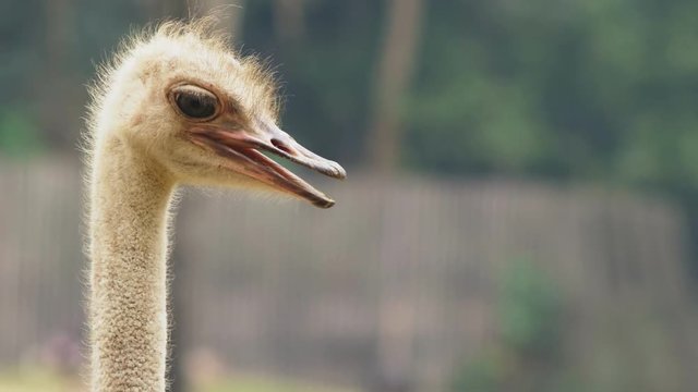 ostrich head close-up. portrait of emu african in the wild