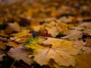 autumn leaves on the ground