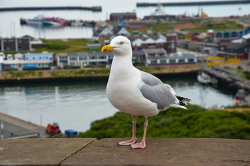 Silbermöwe auf Helgoland