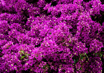 purple flowers in the garden