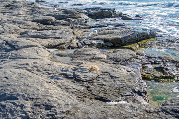 Море, чайки