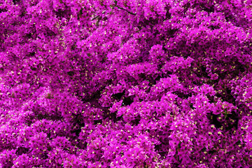 Fototapeta premium background of purple flowers