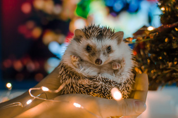 hedgehog with christmas lights bokeh background © MariaBelen