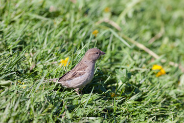 sparrow in green summer grass