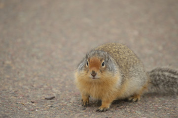 Marmot in Glacier National Park,Montana