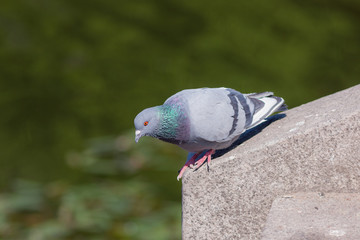 gray pigeon on a stone