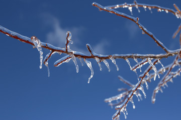 樹氷
