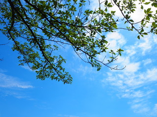 青空と木