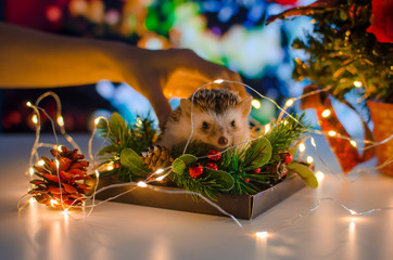 hedgehog with christmas lights bokeh background © MariaBelen