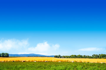 Colorful summer landscape with golden fields
