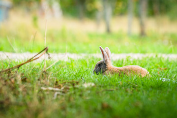 Rabbit relaxing in fresh green grass in the spring
