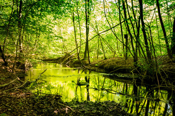 Obraz premium River with green color reflecting from the trees