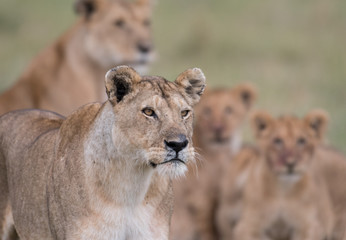 Fototapeta na wymiar Lion in Masai Mara Game Reserve