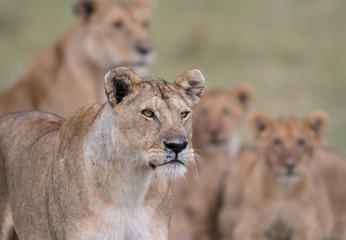 Obraz na płótnie Canvas Lion in Masai Mara Game Reserve