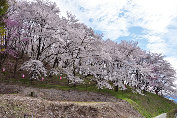 松本　弘法山古墳の桜
