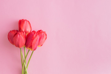 Floral frame with red tulips on a pink background. Flat lay, top view