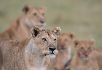 Lion in Masai Mara Game Reserve