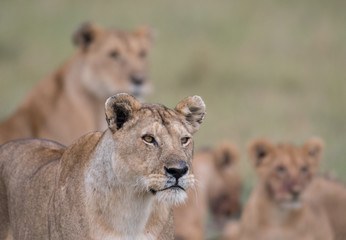 Lion in Masai Mara Game Reserve