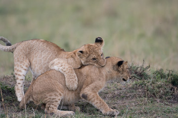 Two lion cubs playing