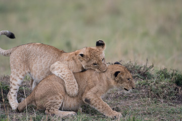 Two lion cubs playing