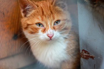 Homeless orange cat with sad eyes in the kennel behind bars. Close-up