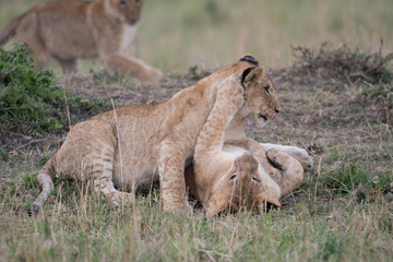 Two lion cubs playing