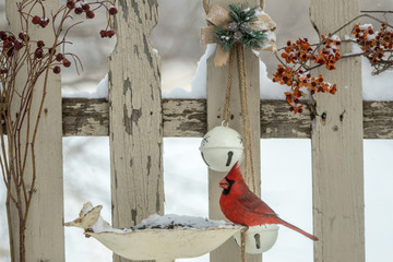 Northern Cardinal taken in central MN