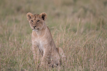 Lion cub in Maasai Mara