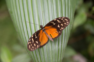 Costa Rica 2106