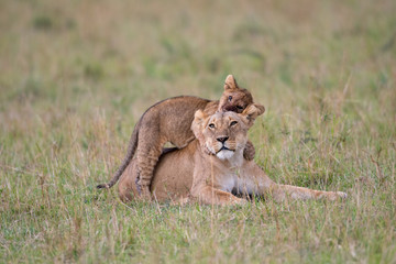 Lioness and cub playing