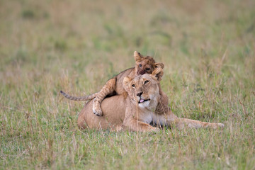Lioness and cub playing