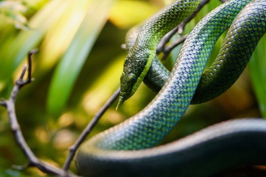 Snake 10