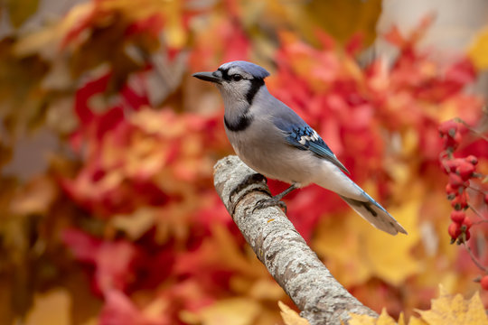 Blue Jay in autumn taken in southern MN in the wild