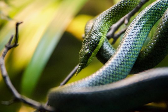 Snake 9