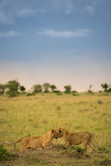 Fototapeta na wymiar Lion pride at kill