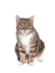 tabby cat front of a white background
