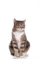 Obraz premium tabby cat front of a white background 