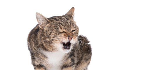 Obraz premium Portrait of hungry cat licking it's face 