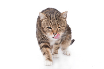 Fototapeta na wymiar Portrait of hungry cat licking it's face 