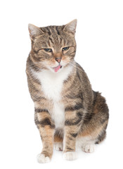 Portrait of hungry  cat licking it's face
