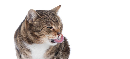 Portrait of hungry  cat licking it's face

