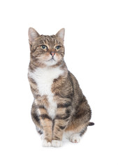 tabby cat front of a white background
